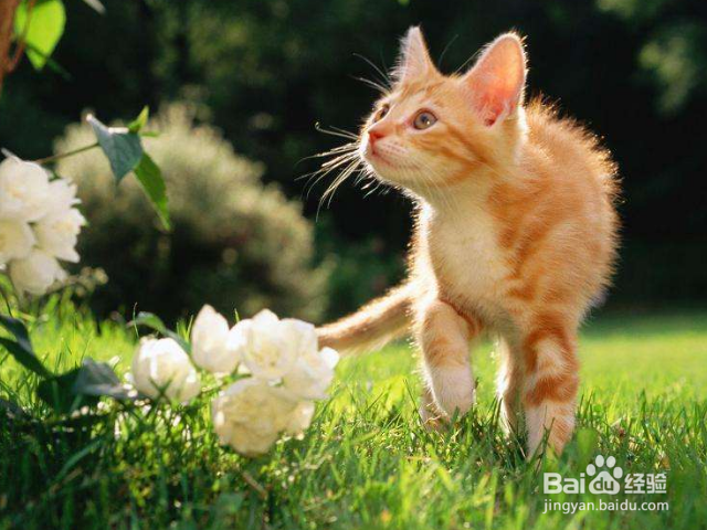 怎么了解猫咪的生理特征