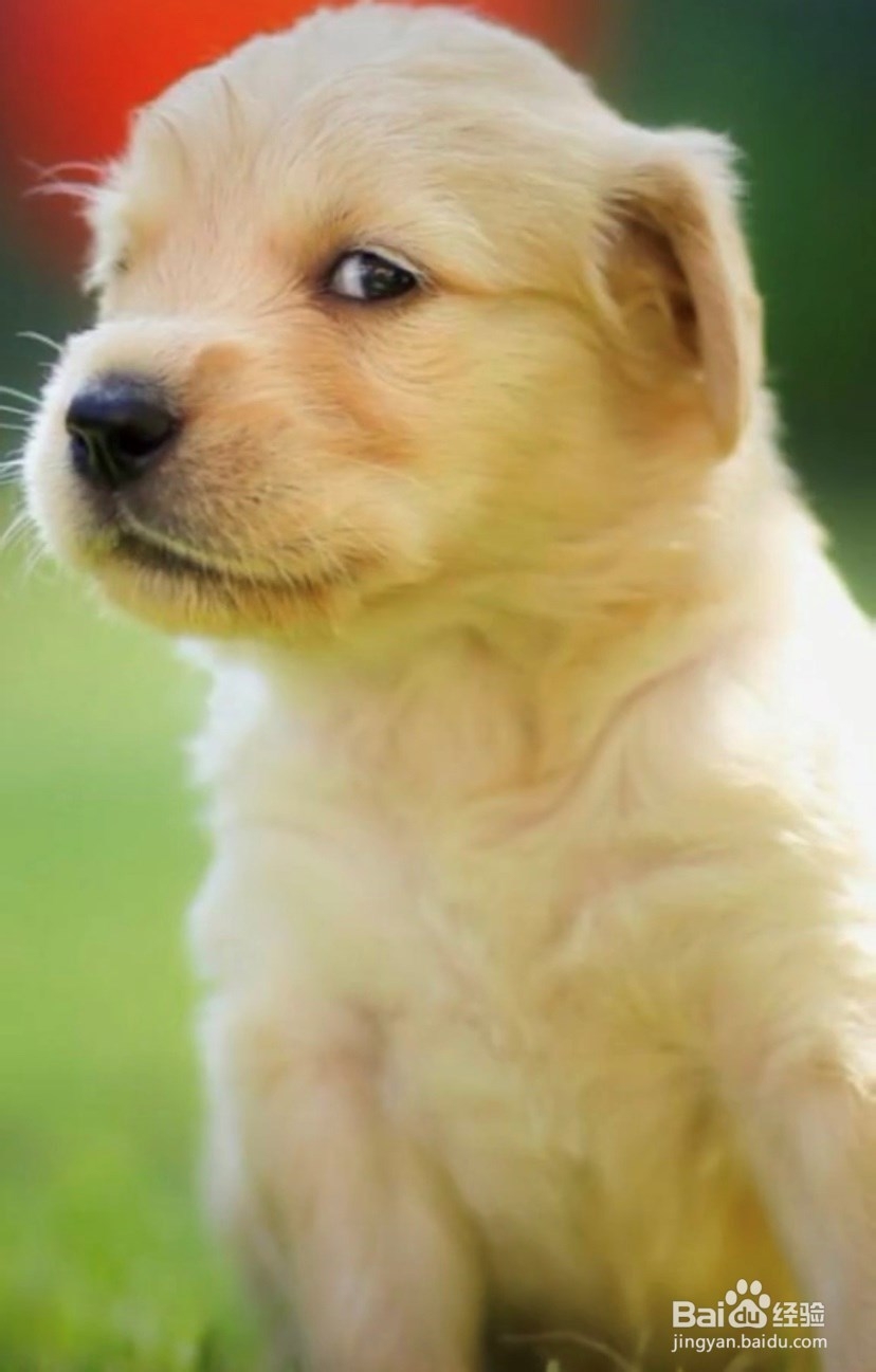 养宠物前需要知道的小知识