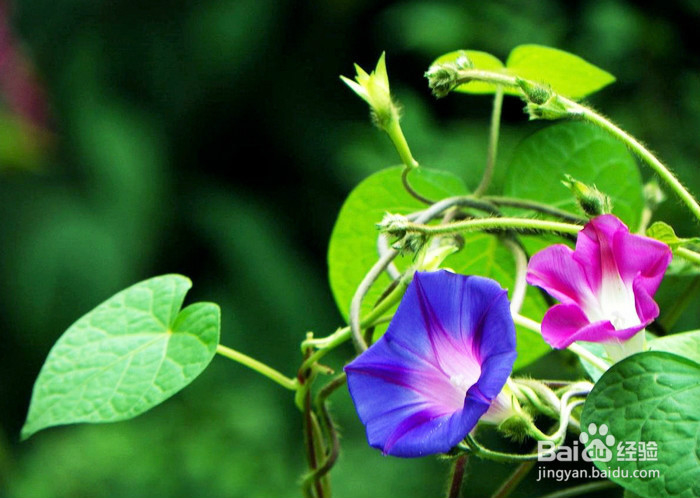 生活中常见中草药及其疗效(四)