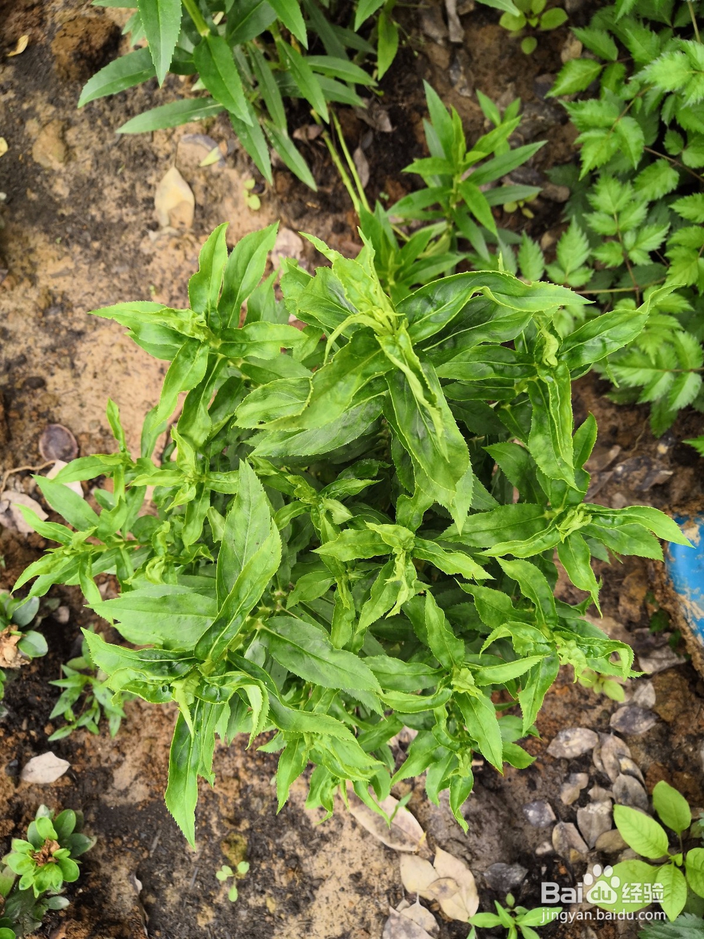 花卉中怎样一眼识别病虫害