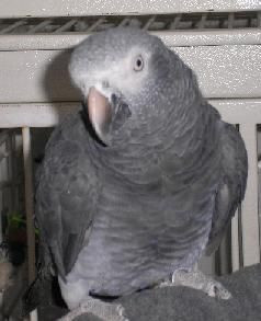 最糟糕的宠物鸟儿