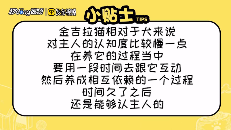 金吉拉猫认主人的吗