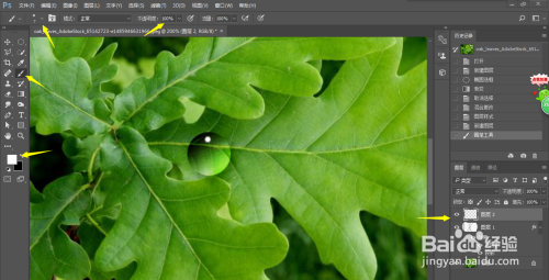 PS小技巧-如何在叶子上制作逼真的水滴
