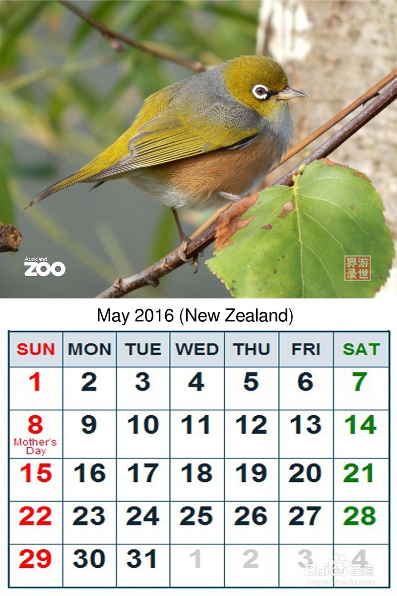 2016年 新西兰动物年历 原创