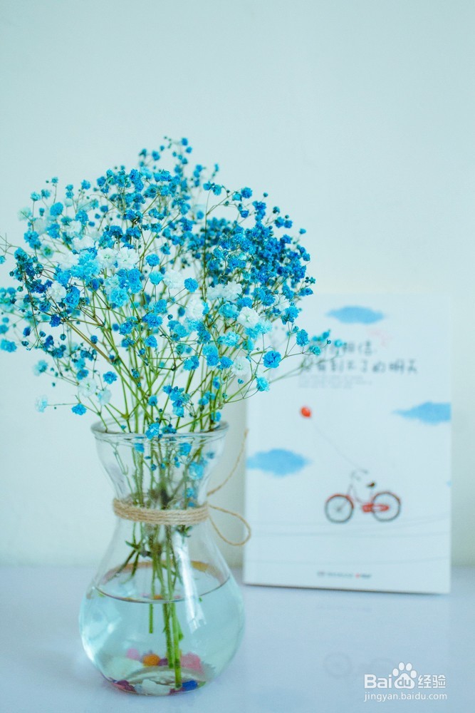 如何种植满天星