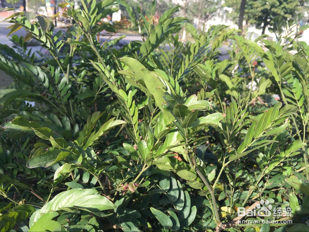 朱缨花要如何养护