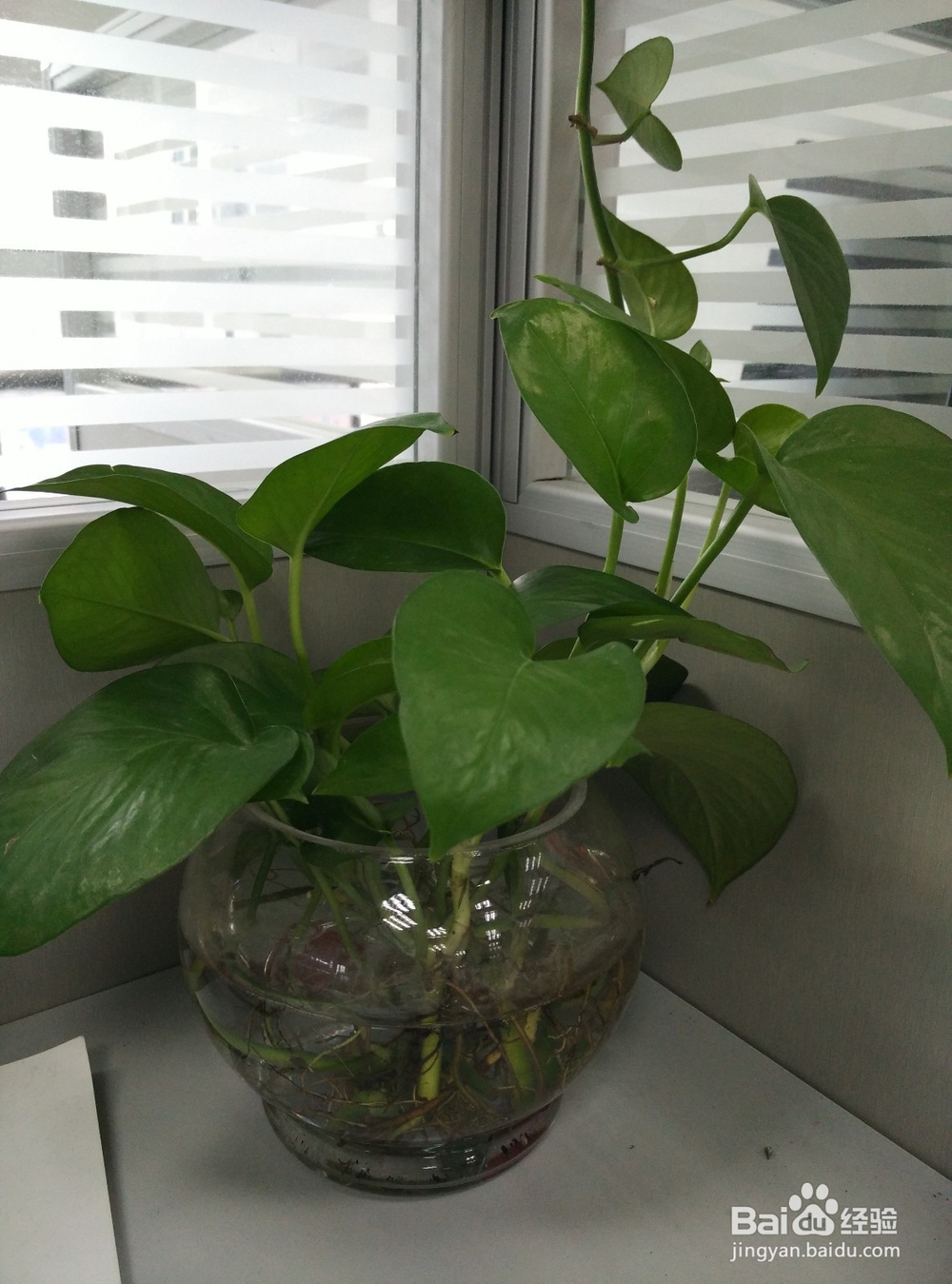 怎么提高办公室绿萝的成活率?