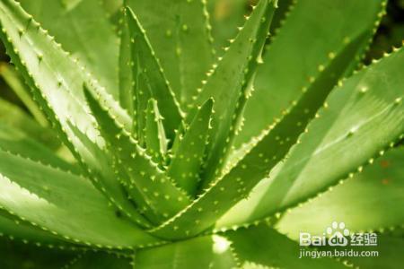 芦荟美容护肤，你知道怎样用好它么？