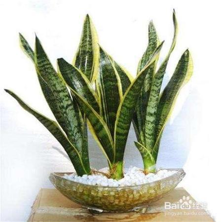 就知道用绿萝吸甲醛,这几种植物净化空气比绿萝好几倍!