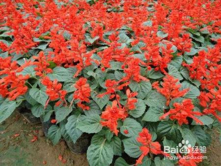 路边随手摘了几颗花种扔到土里，不花一分钱，阳台变成小花园！