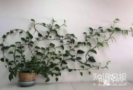 养花才是人生最好的投资，是真的吗