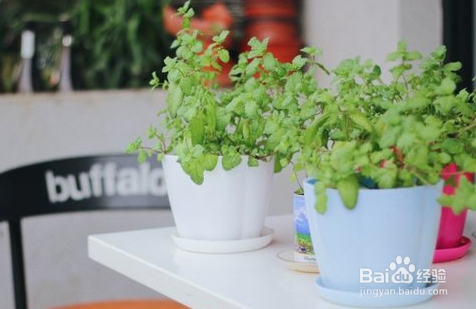 家里有蠼螋怎么消灭