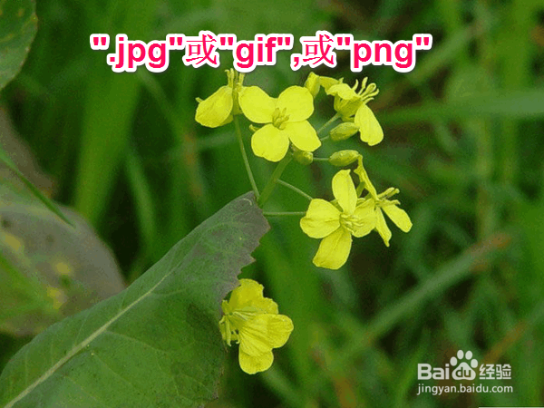 百度经验上传身份证出错,上传出现未知错误