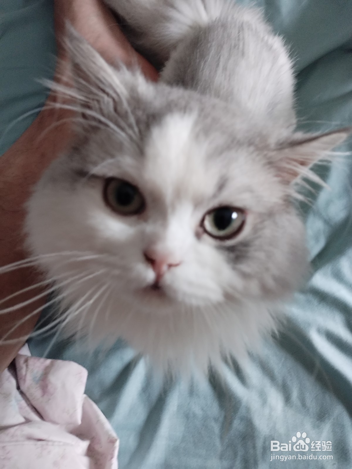 宠物-如何把猫咪养好，让猫咪更喜欢主人