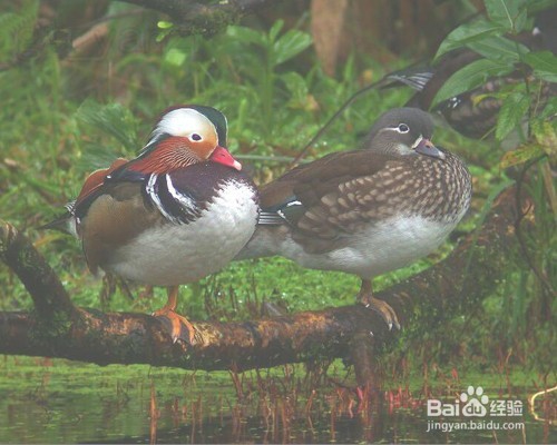 photoshop基础入门教程之PS曲线的使用