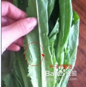 如何挑选油麦菜