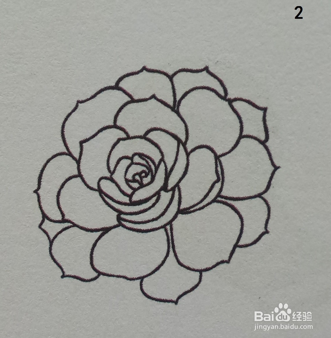 利用黄绿色画山地玫瑰的简笔画