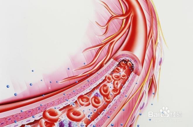 兔丝子的功效与作用及食用方法