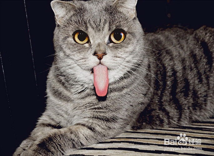 最红萌宠超可爱的折耳猫