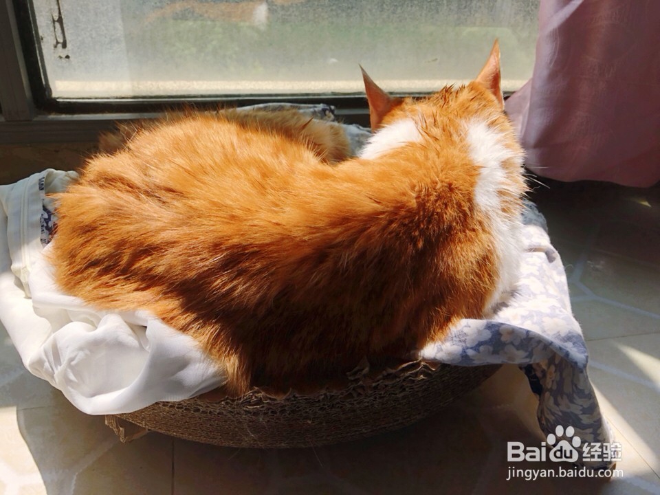 第一次给猫咪洗澡要怎么做？