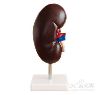 隐匿性肾炎：[1]什么是隐匿性肾炎