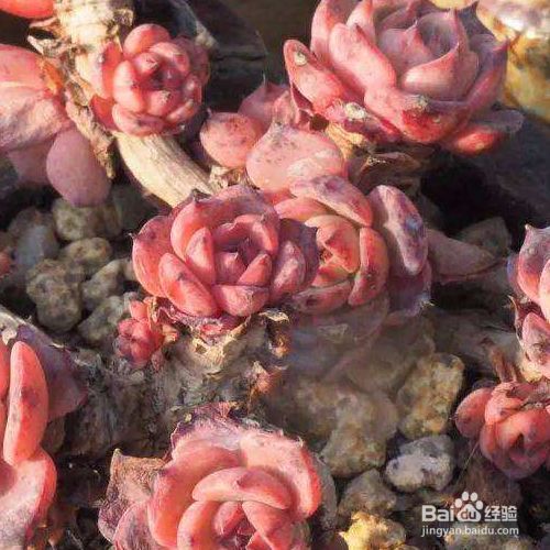 多肉叶插根长毛怎么办 百度经验 多肉叶插根长毛怎么办 百度经验