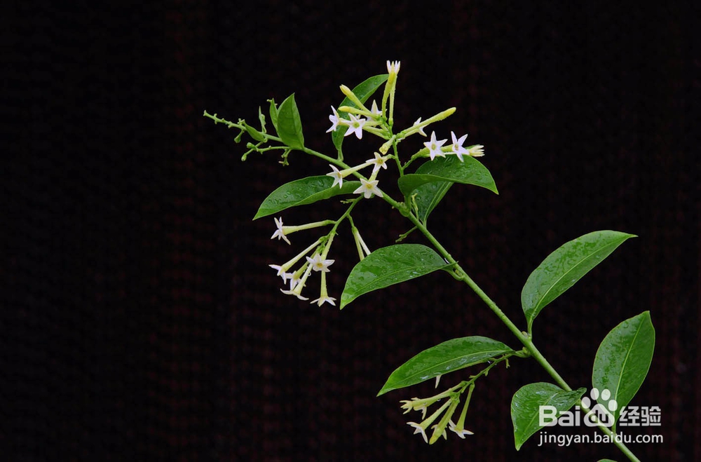 卧室适合养什么花或植物?卧室植物选择注意事项