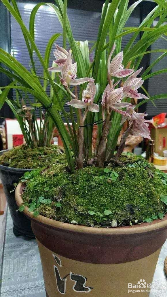 3种花“品味高”,养在家里,档次高,有格调!