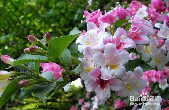 五彩锦带的养殖方法和注意事项