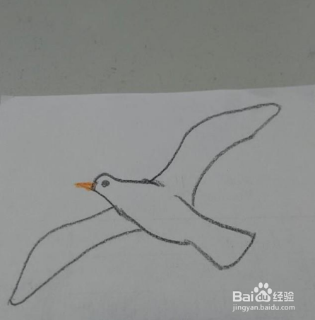大方得体的海鸥