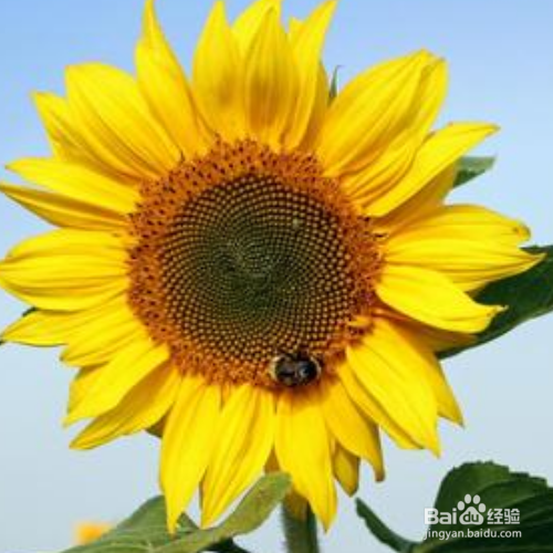 太阳花只有花苞不开花