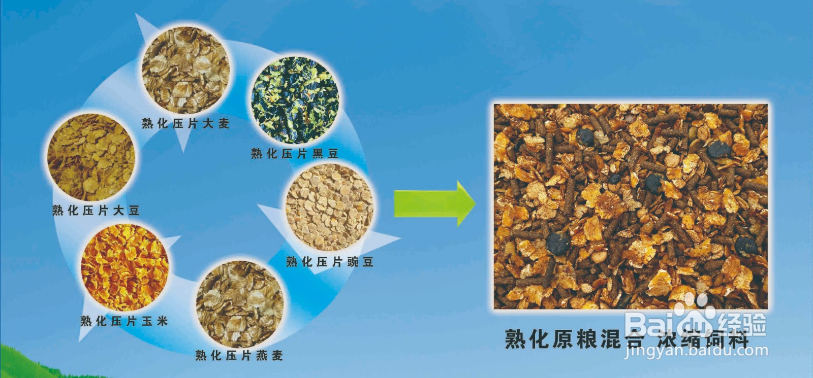 怎么给羊喂盐？