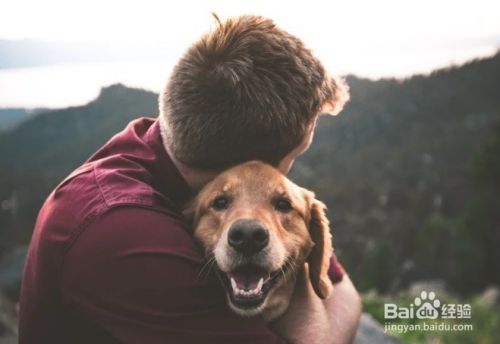 如何与宠物成为朋友 百度经验