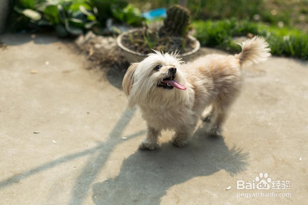 怎样养好宠物狗