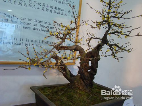 腊梅花要怎么管理才好