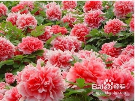 春暖花开去郊游京城骑行攻略