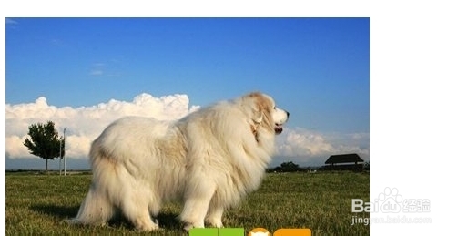 大白熊犬上厕所大小便怎么训练 百度经验