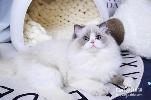 布偶猫为什么不能养,到底应该怎么养-千亿宠物