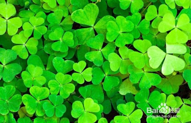 荷兰猪到家买的草还没到家怎么办