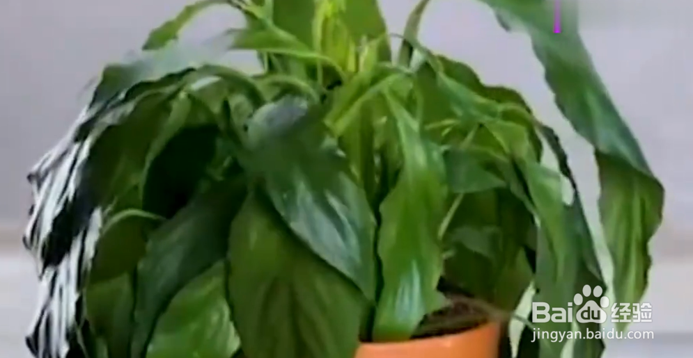 如何成为绿植医生