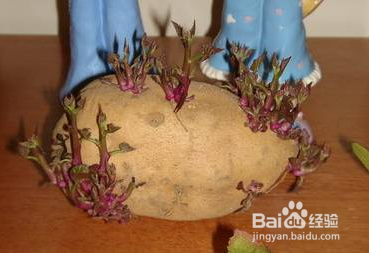 哪些植物发芽后能吃哪些不能吃