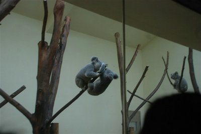 周末游长隆攻略精彩并幸福着