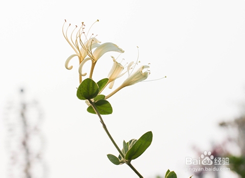 复发性口腔溃疡怎么好得快？金银花的药用价值