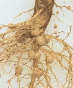 以氯化铵为氮源肥料，全部施用化肥的施肥方法