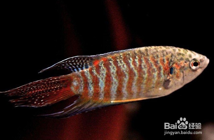 花手巾鱼饲养方法