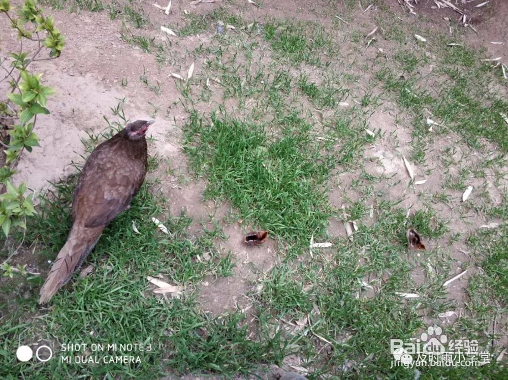 北京野生动物园一日游