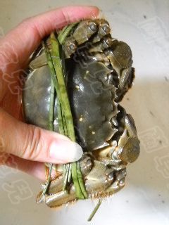 清蒸大闸蟹