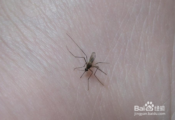 如何不让蚊子叮咬小宝宝