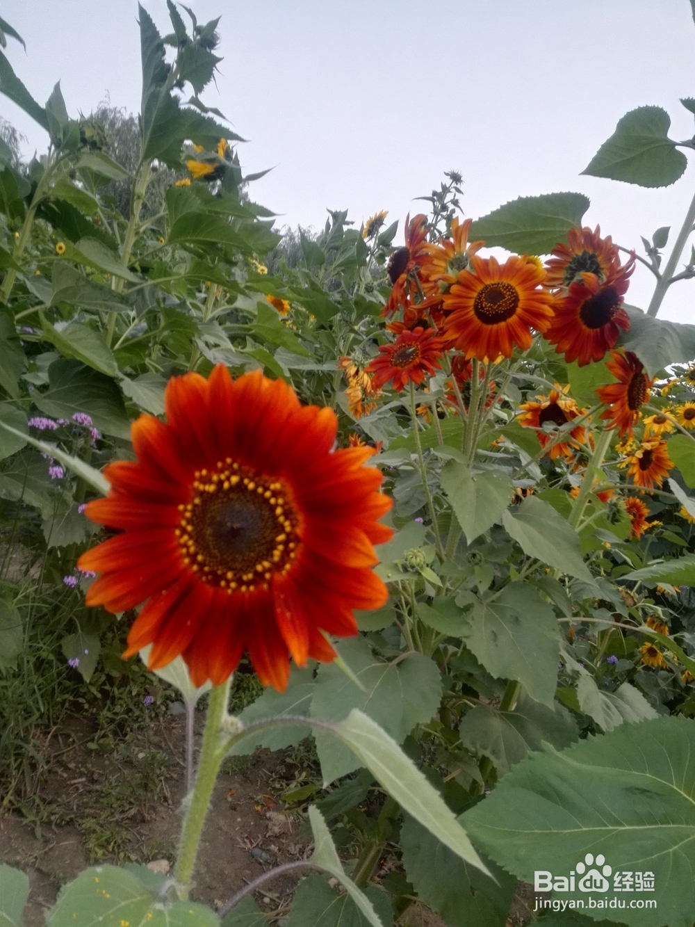 襄阳鱼梁洲薰衣草庄园游玩