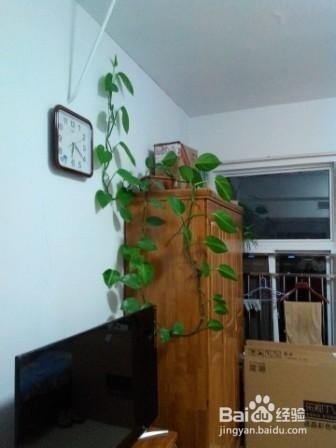 养花小窍门=盆栽花卉小窍门